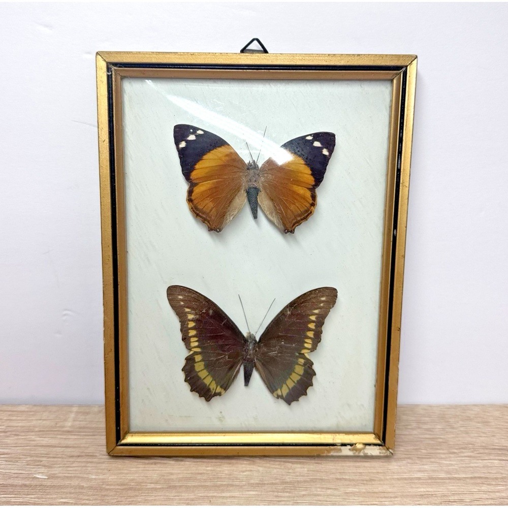 Vintage Brazil Real Butterfly Specimen Display 2 Butterflies Framed Wall Art